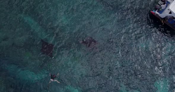 AERIAL: Manta Rays in Bali