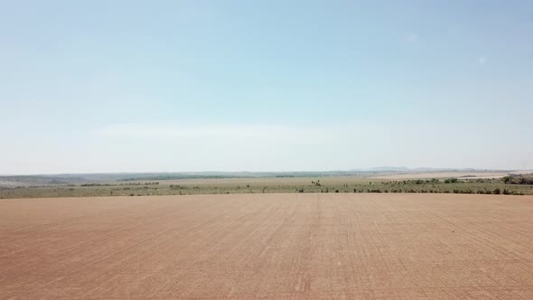 Dry monoculture field. Deforestation by agriculture