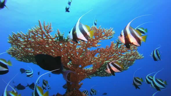 Underwater Sea Fish Coral Reef