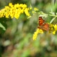 Polygonia Butterfly Eats Nectar On A Yellow Flower. - VideoHive Item for Sale
