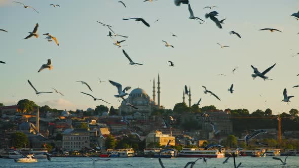 Seagulls flying over the Bosphorus with St. Sophia Cathedral in the background