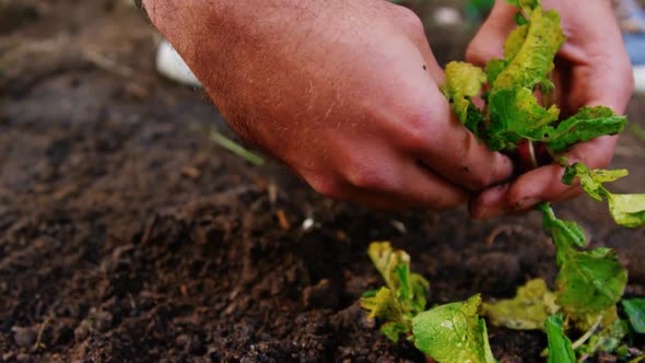 Man cultivating a turnip in garden house