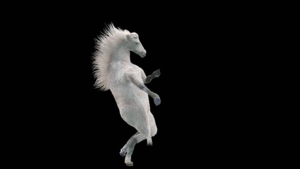 34 White Horse Dancing HD