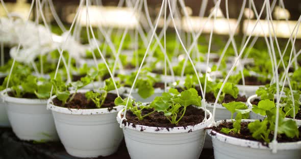 Potted Plants On Table In Greenhouse