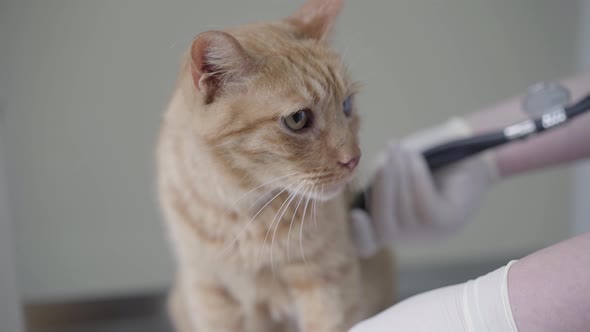 Close Up of Gloved Hands of Veterinarian Doctor Examining Ginger Cat Using Stethoscope