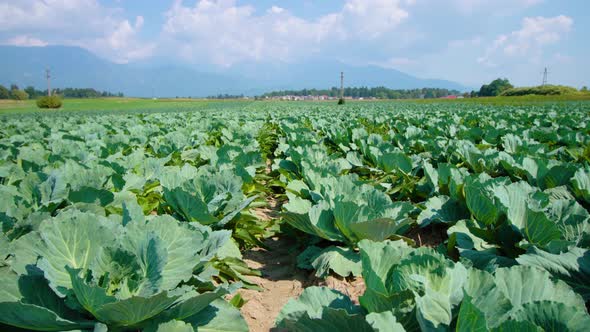 Straight Rows with Growing Cabbage on Farm Vegetable Field