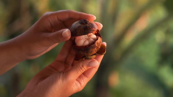 Hands Holding Mangosteen on a Background of Green Leaves. Close-up.