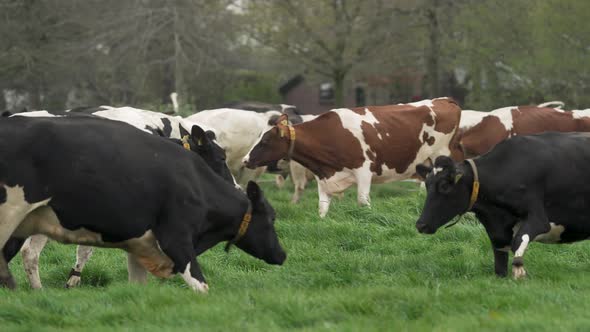 Happy cows enjoy spring meadow for the first time, slow motion view