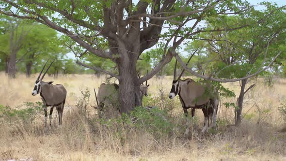 Oryx Antelope in the Wild