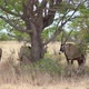 Oryx Antelope in the Wild - VideoHive Item for Sale