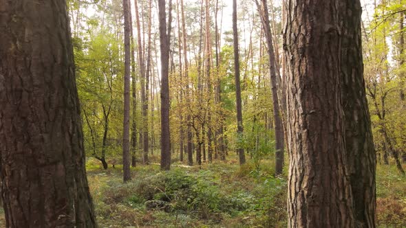 Autumn Forest with Trees By Day