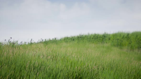 Field of Green Fresh Grass Under Blue Sky