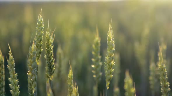 Spikelets of wheat growing on field at sunset. Young spikelets with green leaves ripening farmland