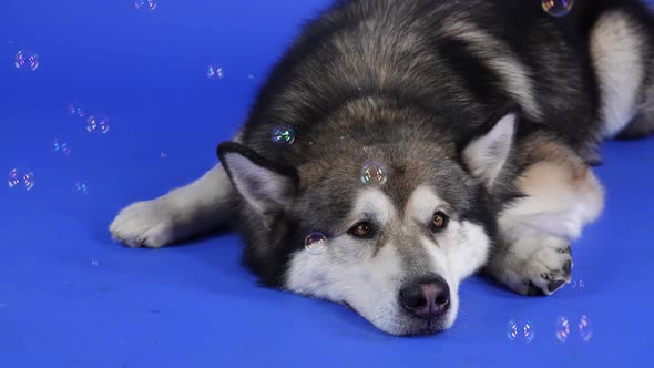 A Tired Alaskan Malamute Lies in the Studio on a Blue Background