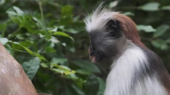 Red Colobus Monkey Sitting on Branch in Jozani Tropical Forest Zanzibar Africa