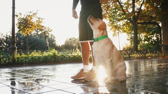 Close Up Shot of Young Black Man Waking with His White Labrador Dog Through the City Park During