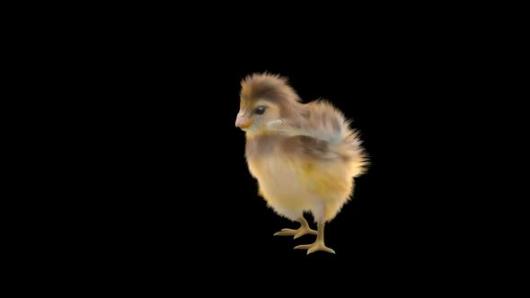 19 Baby Chicks Dancing HD