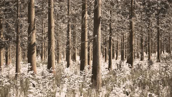 Coniferous Forest Illuminated By the Winter Morning Sun