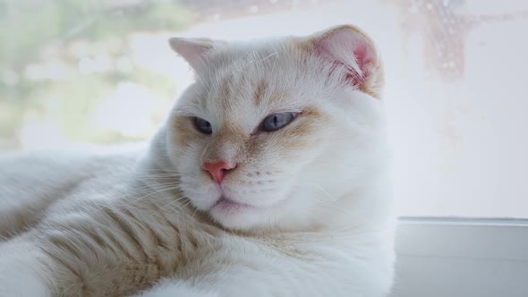 White Lopeared Male Cat with Blue Eyes Squints on Windowsill