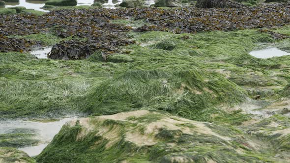 Green Algae on the beach  water tide consequence  slow tilt 4K 2160p 30fps UltraHD footage - Wet oce