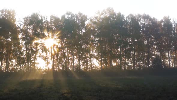 Sunbeams Through Fog and Trees in Autumn