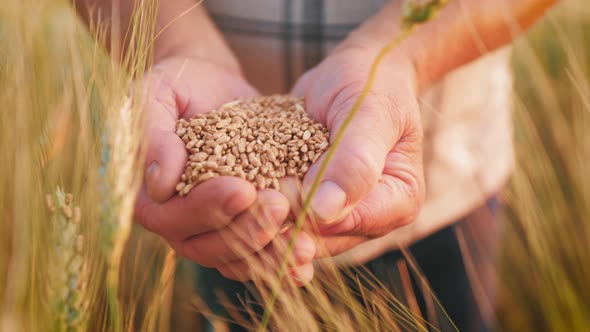 Agriculture Wheat Harvest