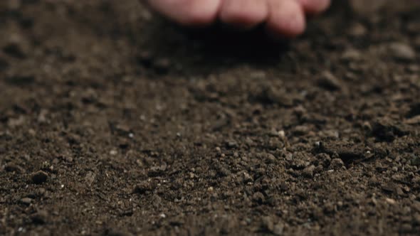 Farmer's Hand Holds Small Black Basil Seeds Near the Ground Ready for Sowing