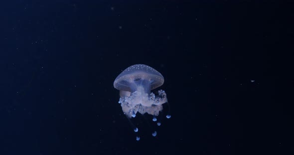 Beautiful Poisonous Jellyfish In The Blue Sea Water