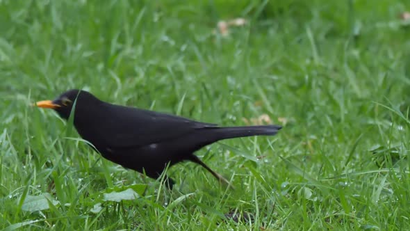 Common Blackbird or Turdus Merula Looking for Food on Grass
