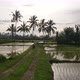 Local Balinese villagers riding motorbike across paddy field terraces at sunrise - VideoHive Item for Sale