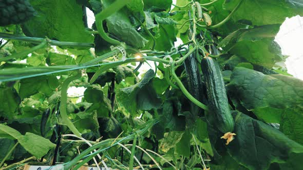 Cucumbers Growing on Plants in Greenhouse