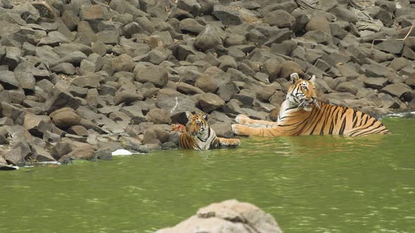 Tigress shows aggression being protective of her cub as both cool in water