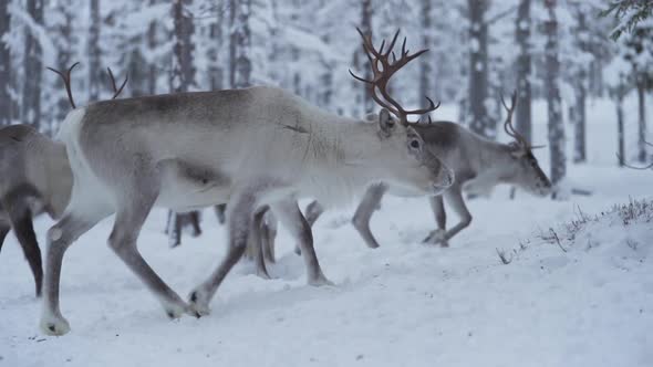 Slowmotion of group of reindeer walking in a snowy forest in Lapland Finland.