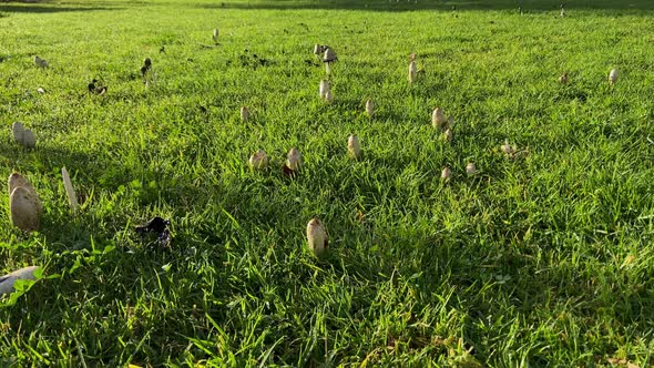 Wild mushrooms on the green grass next to a pavement in the park on a sunny day.