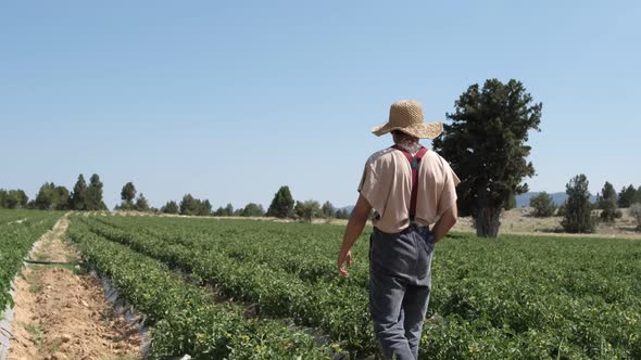 Man Farmer Strolling The Field