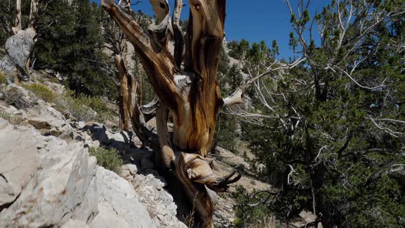 Incredible Bristlecone pine tree that is thousands of years old