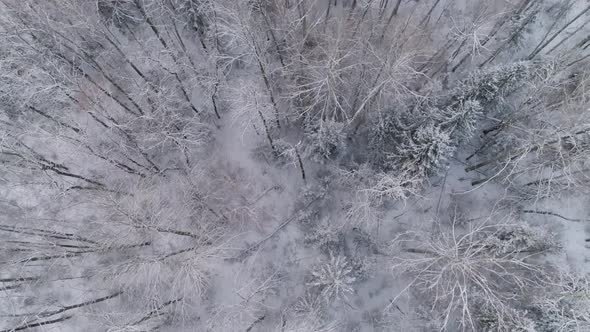 Winter Landscape with Forest