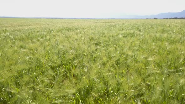 Aerial over bright green wheat fields