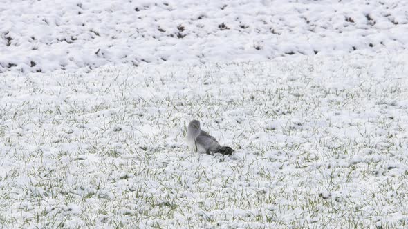 Hen harrier, bird of prey searching for prey in the snow 