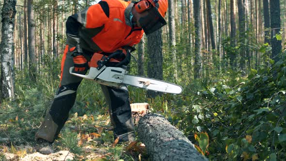 Lumberjack Chops Trees with Chainsaw.