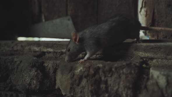 Gray Rat Is In An Old Dirty Basement