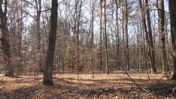 Beautiful Forest with Trees in an Autumn Day