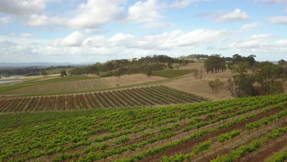 Aerial flyby of beautiful wine vineyards 4k