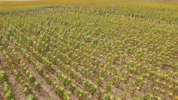 Aerial view of blooming sunflower fields