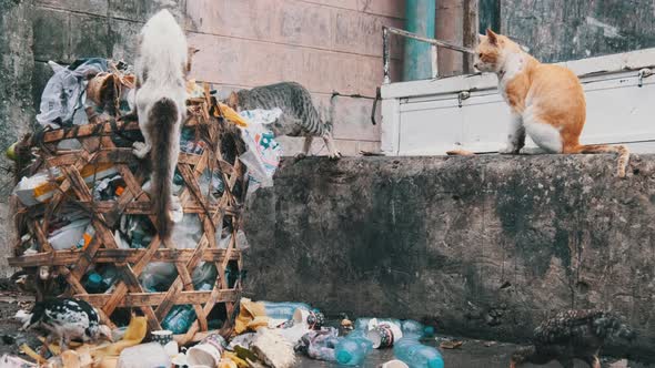 Stray Shabby Cats Eat Rotten Food From a Dirty Dumpster Poor Africa Zanzibar