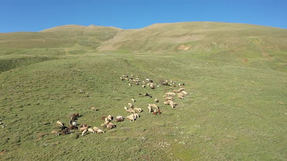 Aerial View Of Sheep And Goat Farming 2