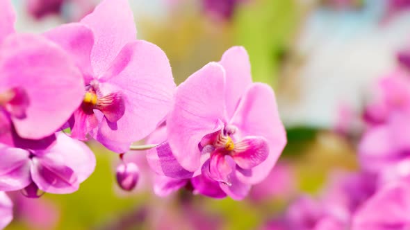 Floral background with blooming purple or pink phalaenopsis orchid. 4k HD