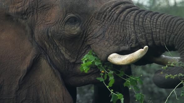 A wild elephant eating from a tree in the Kenyan bush, Africa