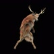 65 Deer Dancing HD - VideoHive Item for Sale