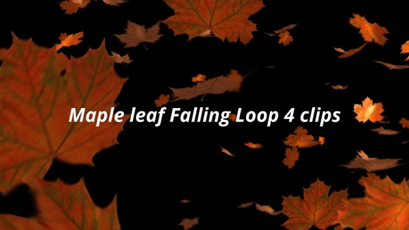Maple Leaf Falling